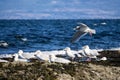 Herd of Seagulls