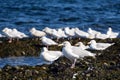 Herd of Seagulls