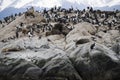 Herd of seals lounging together with migratory birds in Antarctica