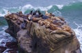 Large herd of seals on a rock outcrop in Pacific Ocean