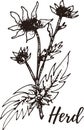 Herd. Set of hand drawn vector spices and herbs. Medicinal, cosmetic, culinary plants