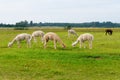 Herd of shaggy suri alpacas in the green pasture Royalty Free Stock Photo