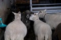 Herd of sheared white, black sheep stands in a cattle paddock, in a winter barn, concept of economics, agriculture, breeding Royalty Free Stock Photo