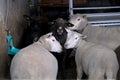 Herd of sheared white, black sheep stands in a cattle paddock, in a winter barn, concept of economics, agriculture, breeding Royalty Free Stock Photo