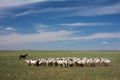 Herd of sheep Royalty Free Stock Photo