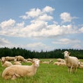 Herd sheep Royalty Free Stock Photo