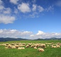 Herd sheep Royalty Free Stock Photo