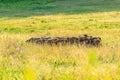 Herd of sheep on beautiful mountain meadow Royalty Free Stock Photo