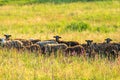Herd of sheep on beautiful mountain meadow Royalty Free Stock Photo