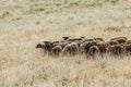 Herd of sheep on beautiful mountain meadow Royalty Free Stock Photo