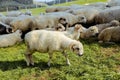 Herd of sheep on beautiful mountain meadow. Farming outdoor. Royalty Free Stock Photo