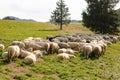 Herd of sheep on beautiful mountain meadow. Farming outdoor. Royalty Free Stock Photo