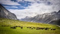 Herd of sheep on beautiful mountain meadow with Himalaya Royalty Free Stock Photo