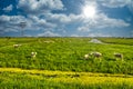 Herd of sheep on beautiful mountain meadow, Holland, Netherlands Royalty Free Stock Photo