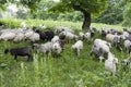 Herd of sheep on beautiful mountain meadow photo Royalty Free Stock Photo