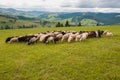 Herd of sheep on beautiful mountain meadow Royalty Free Stock Photo