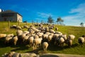 Herd of sheep on beautiful mountain meadow in summer Royalty Free Stock Photo