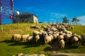 Herd of sheep on beautiful mountain meadow in morning Royalty Free Stock Photo