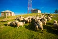 Herd of sheep on beautiful mountain meadow in morning Royalty Free Stock Photo