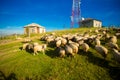 Herd of sheep on beautiful mountain meadow in summer Royalty Free Stock Photo