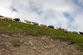 Herd of sheep on beautiful mountain summer meadow. Royalty Free Stock Photo