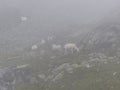 Herd of sheep at Berlin high path, Zillertal Alps in Tyrol, Austria