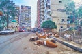 The herd of sheep in city, Alexandria, Egypt Royalty Free Stock Photo