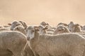 A herd of sheep in Clarens Royalty Free Stock Photo