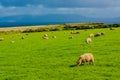 Herd of Sheep at Coast of Ireland