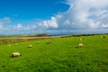 Herd of Sheep at Coast of Ireland