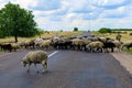 A herd of sheep crosses the road. Background with selective focus
