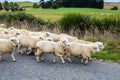 Herd of sheep crosses the road