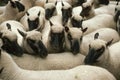 Herd of sheep crowd in farm in spring time Royalty Free Stock Photo