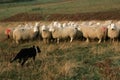 Herd of sheep crowd in farm in spring time Royalty Free Stock Photo