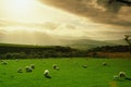 Herd of sheep crowd in farm in spring time Royalty Free Stock Photo