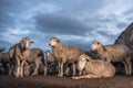 Herd of sheep with dark clouds in the background