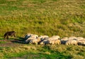 Herd of sheep and a donkey drinking water on the pasture at daytime