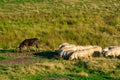 Herd of sheep and a donkey drinking water on the pasture at daytime