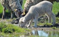 Herd of sheep drinking water