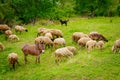 Flock of sheep with one donkey are grazing grass on meadow Royalty Free Stock Photo