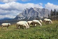 Herd of Sheep in the European Alps. Tyrol. Austria