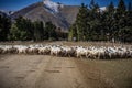 A herd of sheep at a farm in South Island, New Zealand Royalty Free Stock Photo