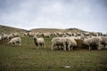 A herd of sheep at a farm in South Island, New Zealand Royalty Free Stock Photo