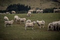 A herd of sheep at a farm in South Island, New Zealand Royalty Free Stock Photo