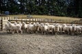 A herd of sheep at a farm in South Island, New Zealand Royalty Free Stock Photo