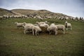 A herd of sheep at a farm in South Island, New Zealand Royalty Free Stock Photo