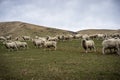 A herd of sheep at a farm in South Island, New Zealand Royalty Free Stock Photo