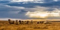 A herd of sheep in a field Royalty Free Stock Photo