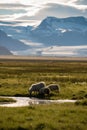 A herd of sheep in a field and Vatnajokull glacier in background ,Iceland Summer. Royalty Free Stock Photo