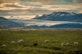 A herd of sheep in a field and Vatnajokull glacier in background ,Iceland Summer. Royalty Free Stock Photo